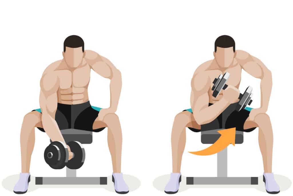Seated bicep isolation curls